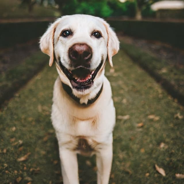 Labrador.jpg