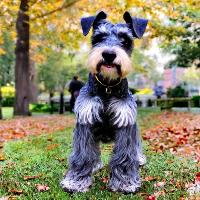 Miniature-Schnauzer.jpg